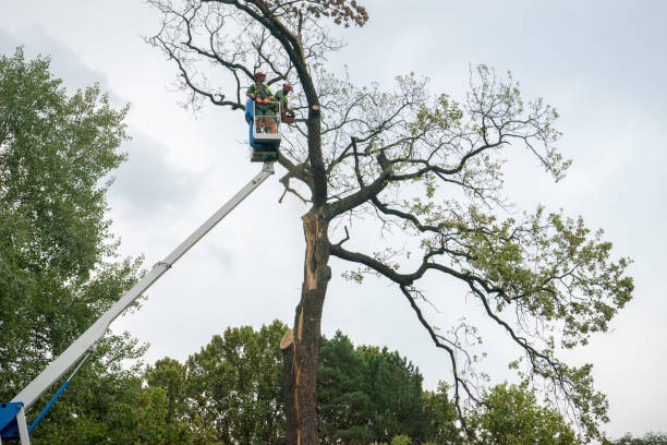 Best Seasonal Cleanup (Spring/Fall)  in Black Diamond, FL