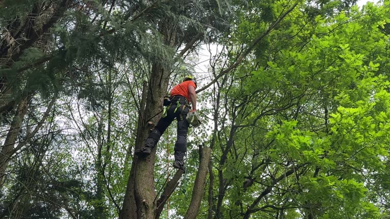 Best Root Management and Removal  in Black Diamond, FL