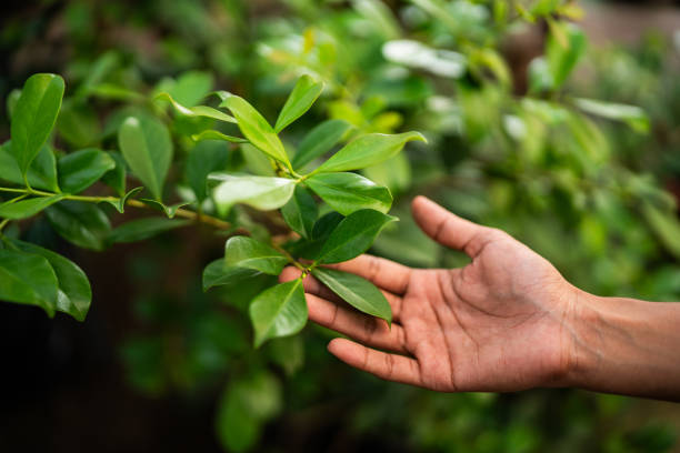 How Our Tree Care Process Works  in  Black Diamond, FL